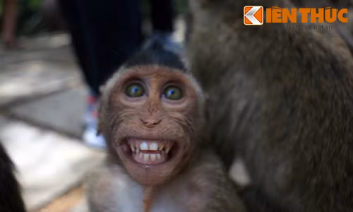 Lạc vào vương quốc của loài khỉ ở Sài Gòn