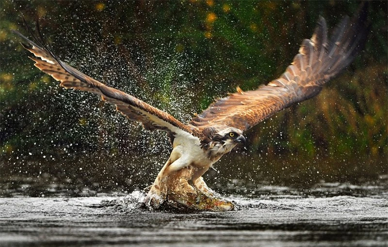 Cận cảnh màn bắt cá ngoạn mục của đại bàng