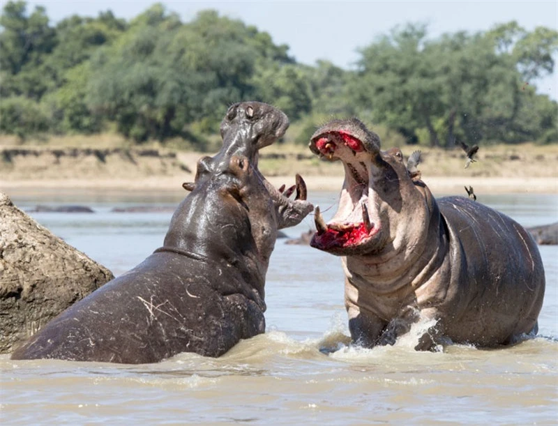 Cận cảnh màn đánh nhau “sứt đầu mẻ trán” của hai con hà mã