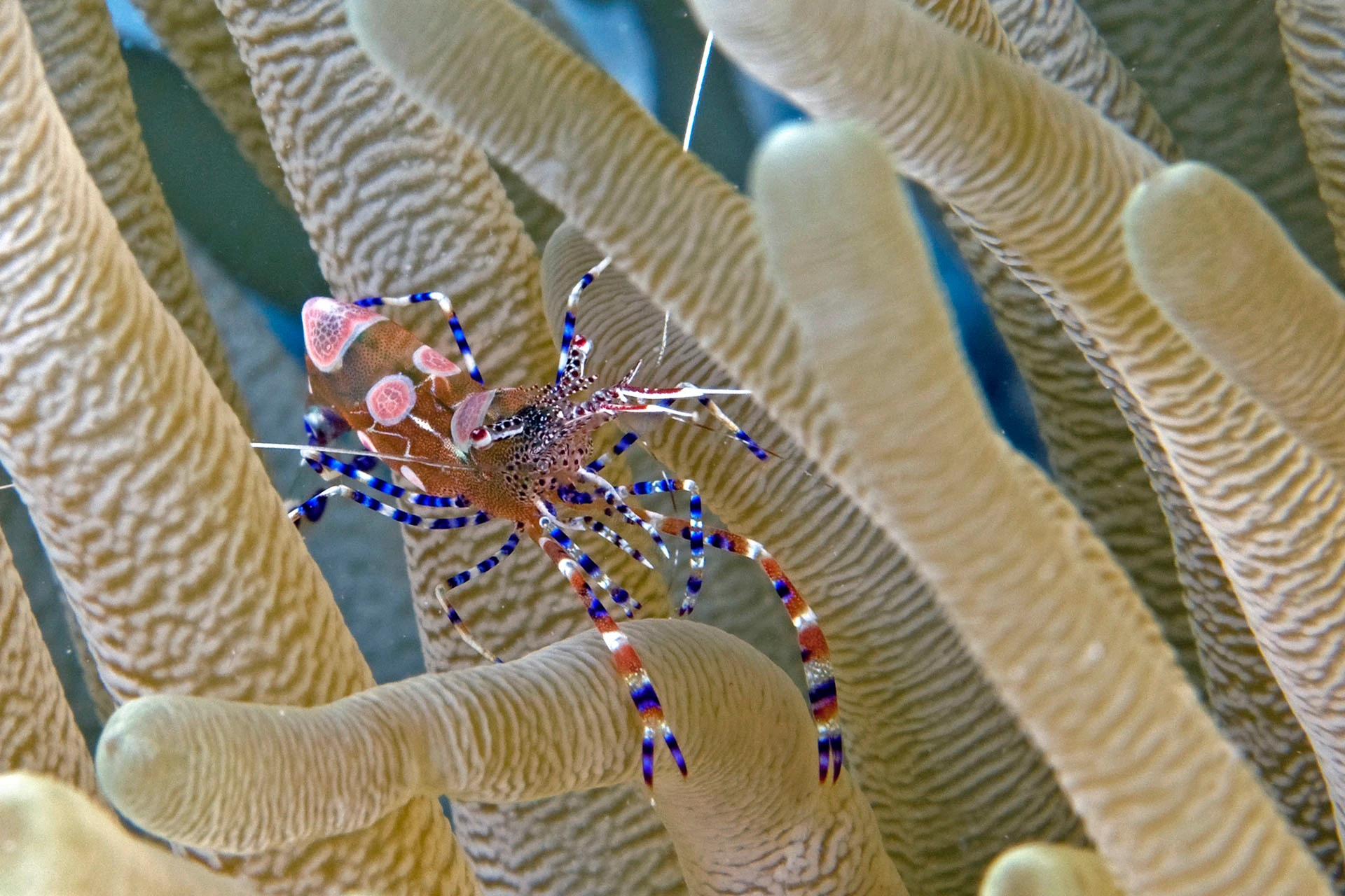 Lóa mắt trước thế giới muôn màu của các loài tôm