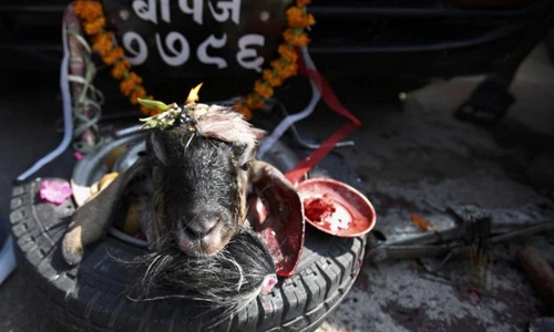 Rùng mình nghi lễ chặt đầu dê tế thần ở Ấn Độ 