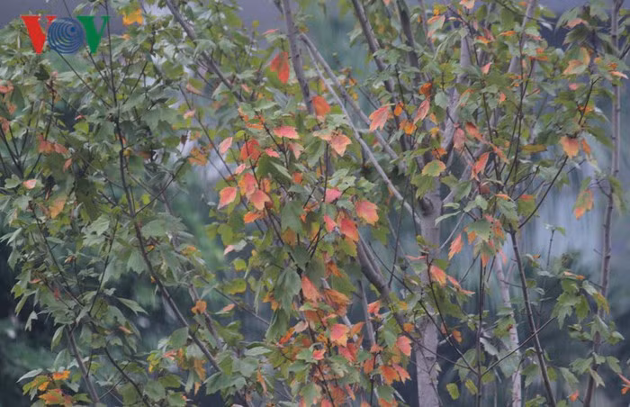 Cận cảnh hàng cây phong lá đỏ trên phố Hà Nội đang chuyển màu