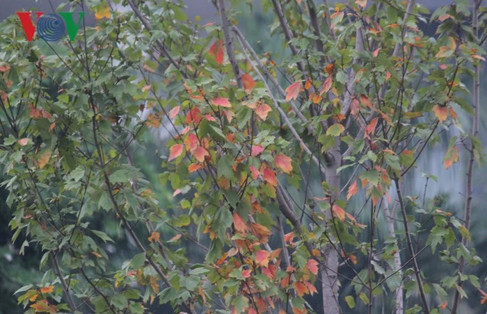 Cận cảnh hàng cây phong lá đỏ trên phố Hà Nội đang chuyển màu