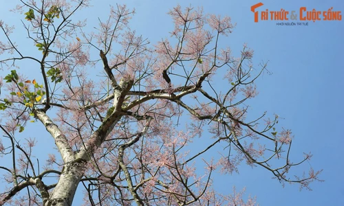 Truyền thuyết ly kỳ về cây ngô đồng ở Cố đô Huế