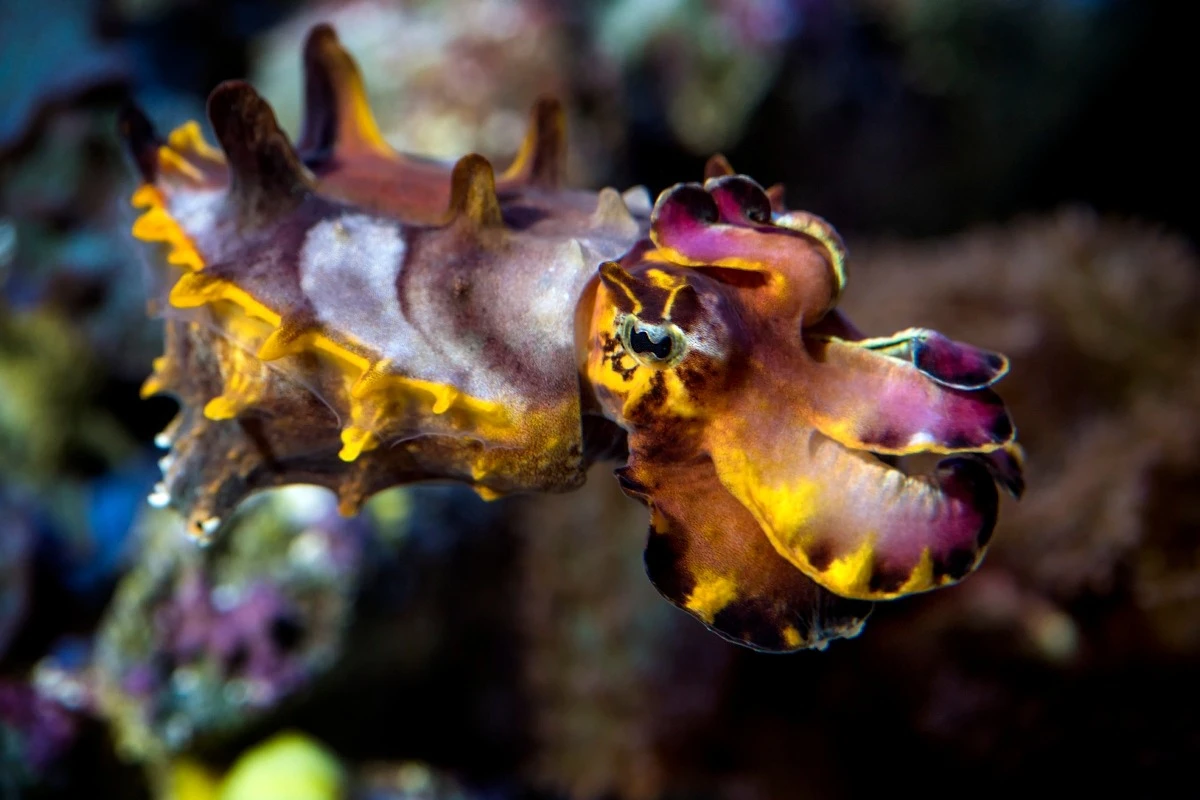 Chùm ảnh: Tròn mắt với sự quái lạ của các loài mực