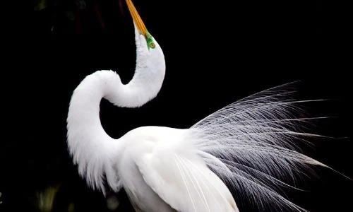 Bộ “áo cưới” đẹp hiếm thấy của loài chim nổi tiếng Việt Nam 