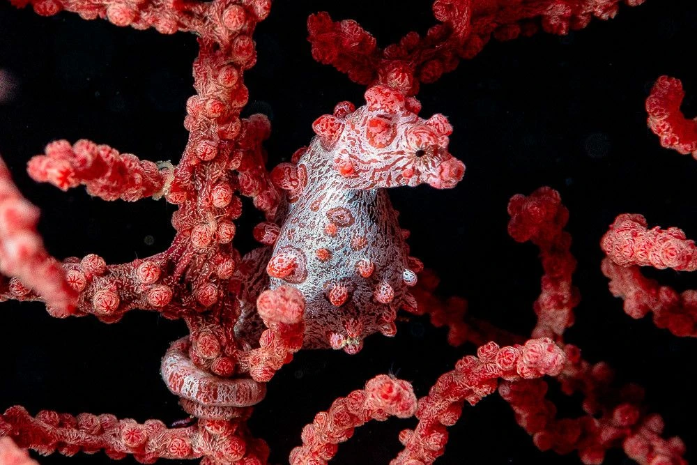 Top 20 loài động vật có khả năng ngụy trang bậc thầy