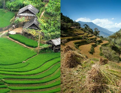 Choáng ngợp "ruộng bậc thang Việt Nam" trên dãy Himalaya