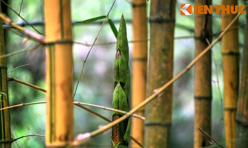 Khám phá bảo tàng sống độc đáo về cây tre của VN