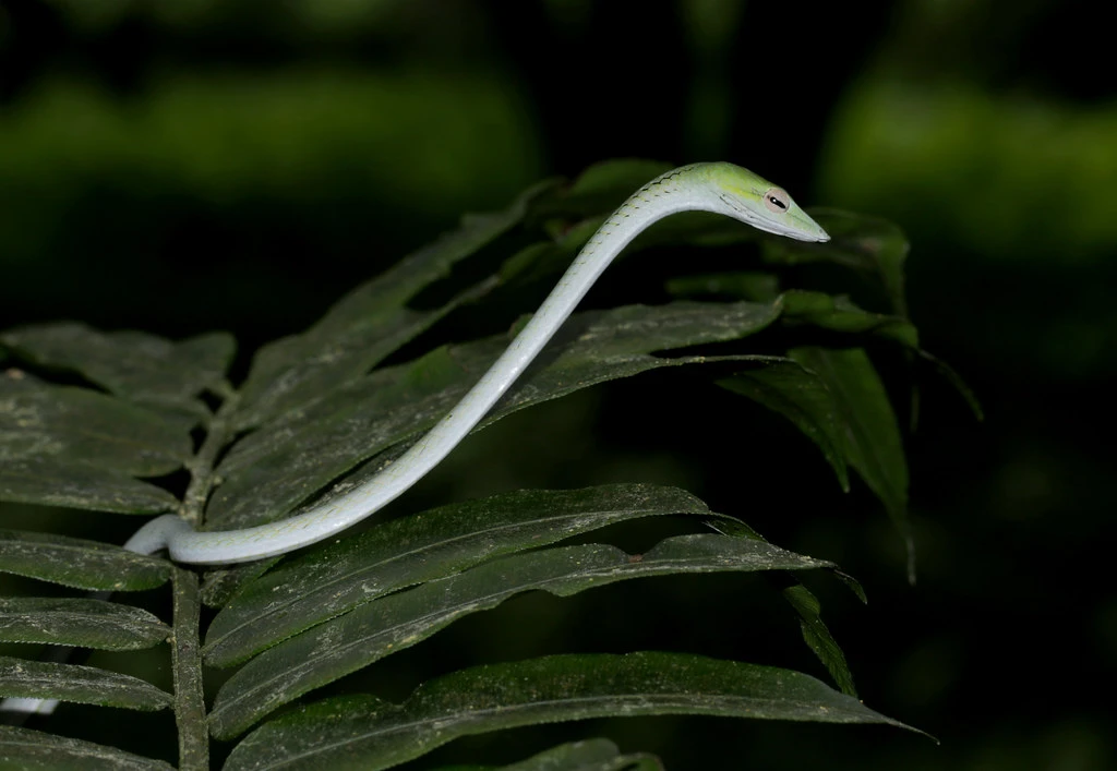 Rùng mình các loài rắn từng xuất hiện ở VQG Cúc Phương 