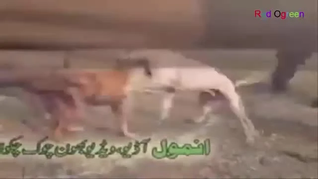 Video: Màn chọi chó kinh hoàng ở Afghanistan