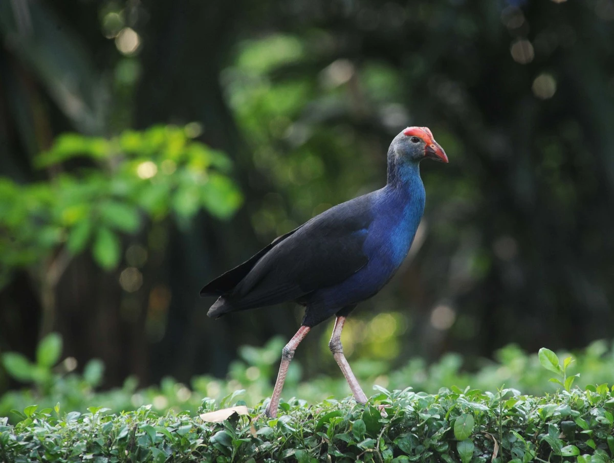Chiêm ngưỡng động vật "quý như vàng" lộ diện giữa lòng Sài thành