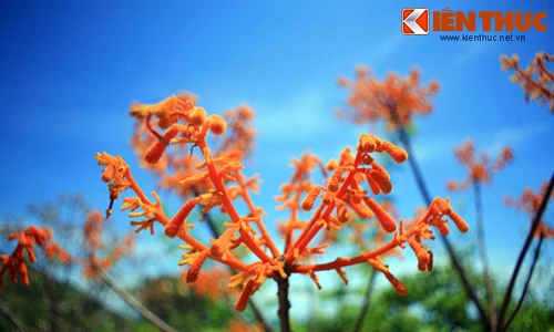 Tận mục cây ngô đồng đỏ cực quý hiếm của Cù Lao Chàm