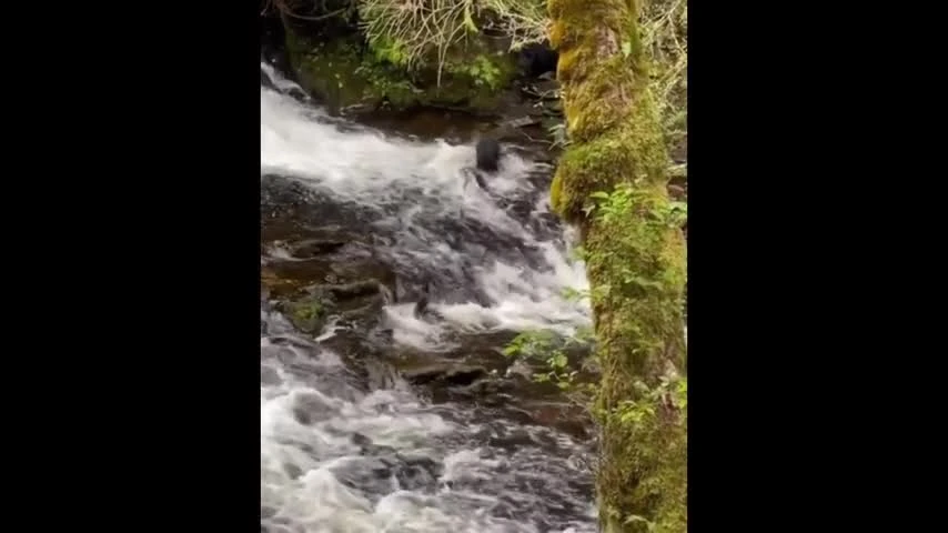 Video: Gấu con học cách tự kiếm ăn 