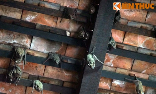 Đàn dơi lúc nhúc, phóng uế lên đầu người giữa Sài Gòn 