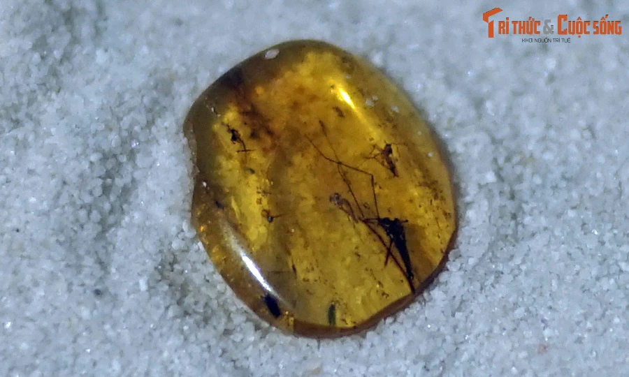 Ngắm những mẫu hổ phách chứa côn trùng triệu năm tuổi ở Hà Nội