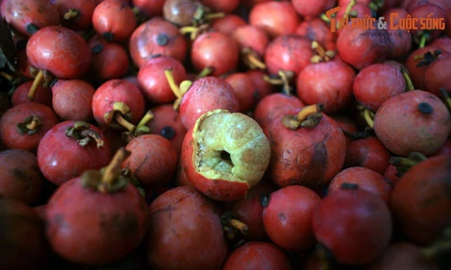 Cực thú vị: Những loại trái cây độc lạ ở đất phương Nam