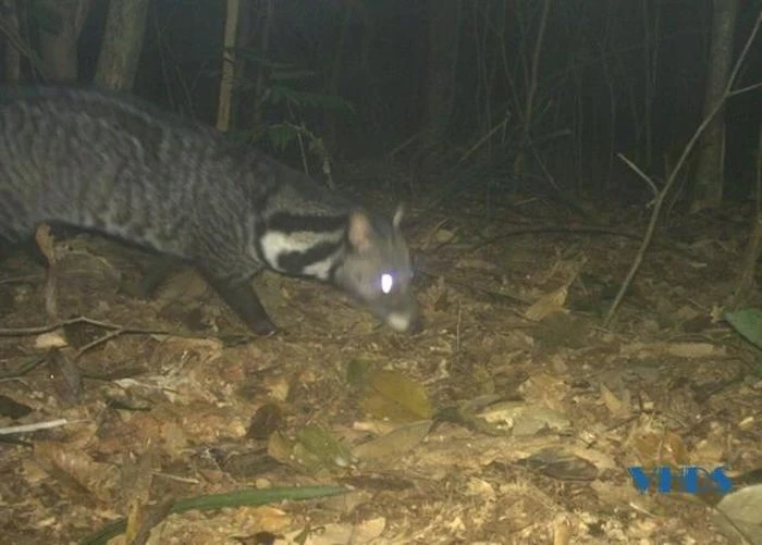 Đặt bẫy ảnh, phát hiện 4 loài cầy quý hiếm ở VQG Xuân Liên