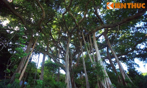 Zoom cây cổ thụ 800 tuổi khủng bậc nhất Việt Nam 