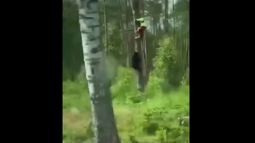 Clip: Kinh ngạc cảnh gấu cùng người trèo cây và câu hỏi đầy bí ẩn
