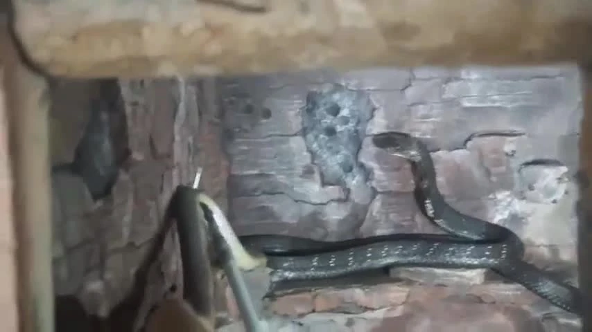 Video: Chủ động tấn công hổ mang chúa, rắn độc trả giá đắt