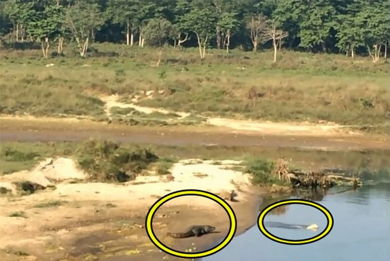 Video: Liều lĩnh vượt sông, chó chết thảm trước hàm cá sấu