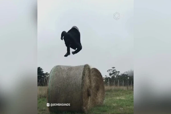 Video: Nổi tiếng vì thú vui nhào lộn mọi lúc mọi nơi