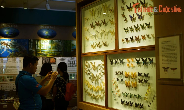 Tận mục bộ sưu tập bướm khủng nhất Hà Nội