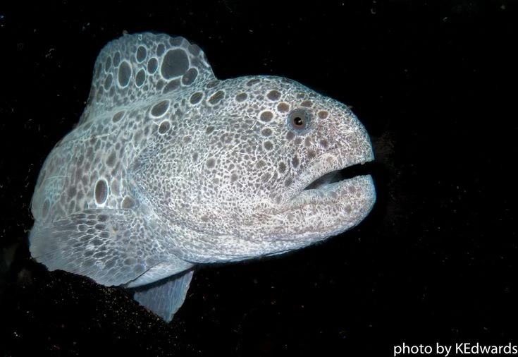 Kỳ thú loài vật được mệnh danh “chó sói” dưới lòng đại dương