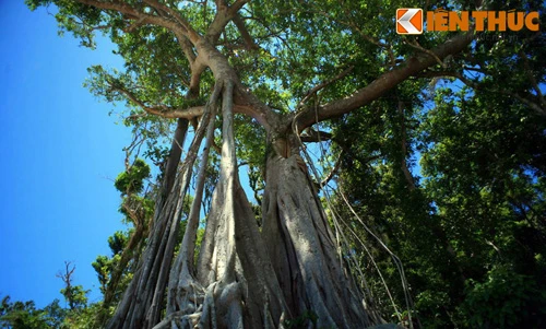 Siêu cổ thụ cổ quái trên đất Cù Lao Chàm