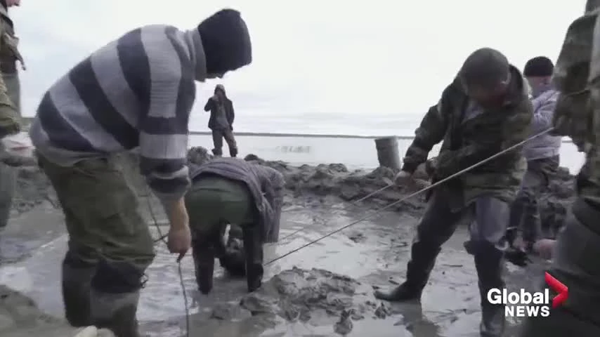 Video: Kỳ lạ voi ma mút 10.000 tuổi còn nguyên gân và lớp da 