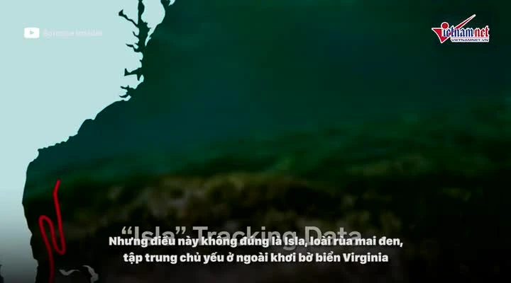 Video: Sinh vật biển 'ứng phó' thế nào với siêu bão? 