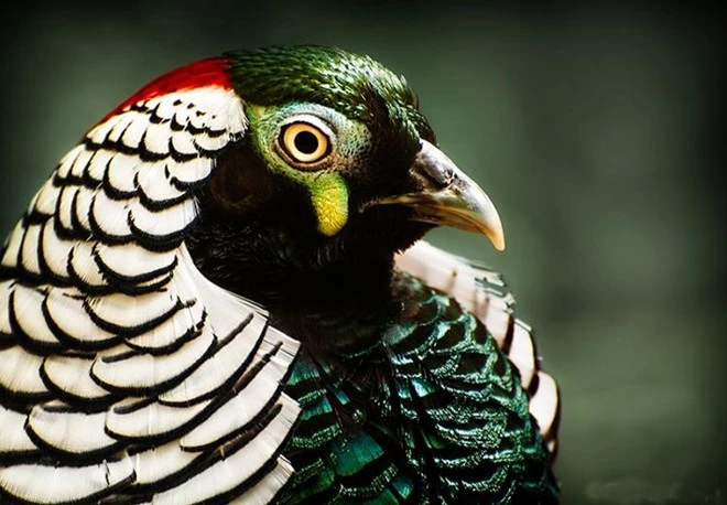 Những con vật cảnh đặc biệt dân chơi Việt không tiếc tiền mua