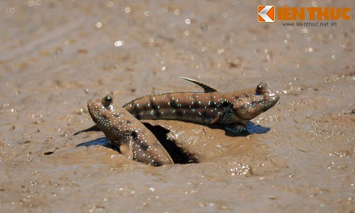 Tận mục “quái vật” có thật của VN khiến Tây sửng sốt