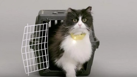 Catterbox - chiếc vòng thần kỳ có thể phiên dịch tiếng mèo kêu