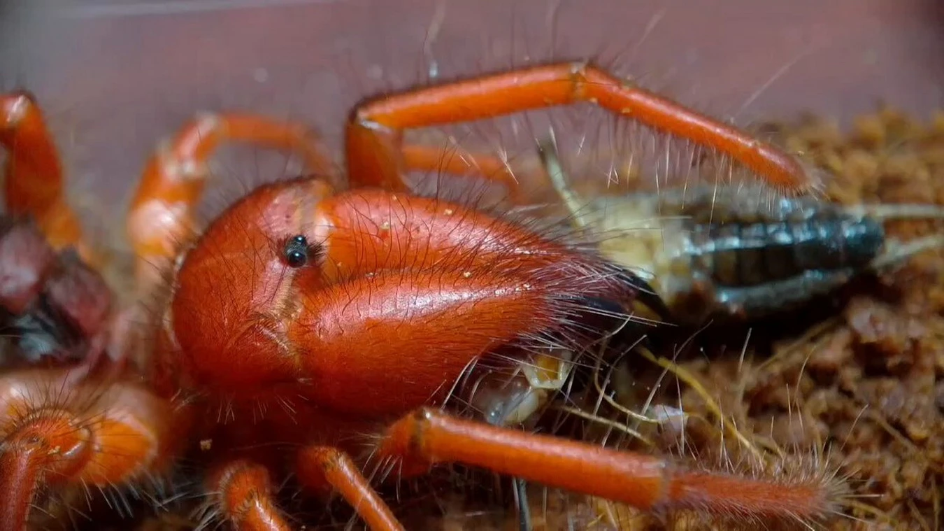 Cận cảnh loài nhện đỏ rực cực nguy hiểm, chỉ có ở Việt Nam