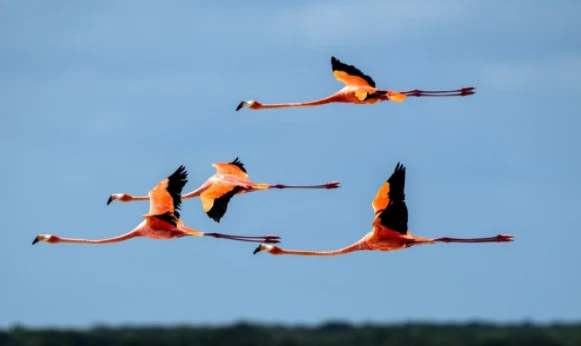 Những bức ảnh tuyệt đẹp về động vật hoang dã khắp thế giới