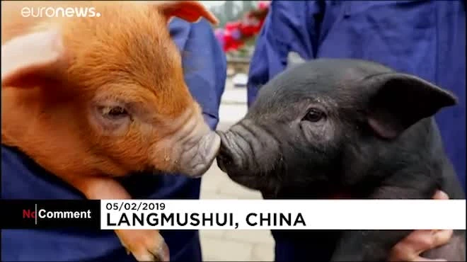 Video: Lễ hội đua lợn mừng năm mới