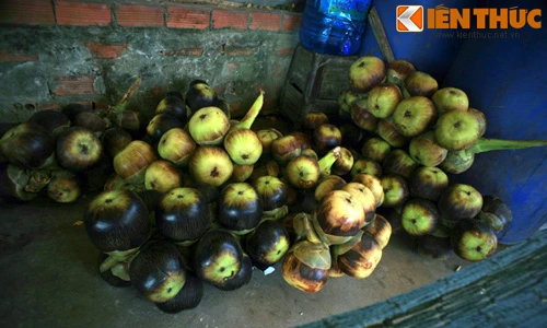 Điều kỳ thú ít người biết về cây thốt nốt miền Tây Nam Bộ