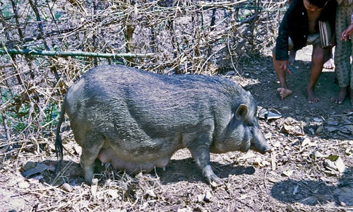 Quảng Ngãi năm 1967-1968 trong ảnh của Steve Eckloff (2)