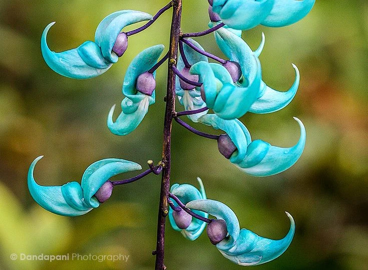 Loài hoa có màu sắc độc lạ nhất thế giới: Đà Lạt trồng nhiều