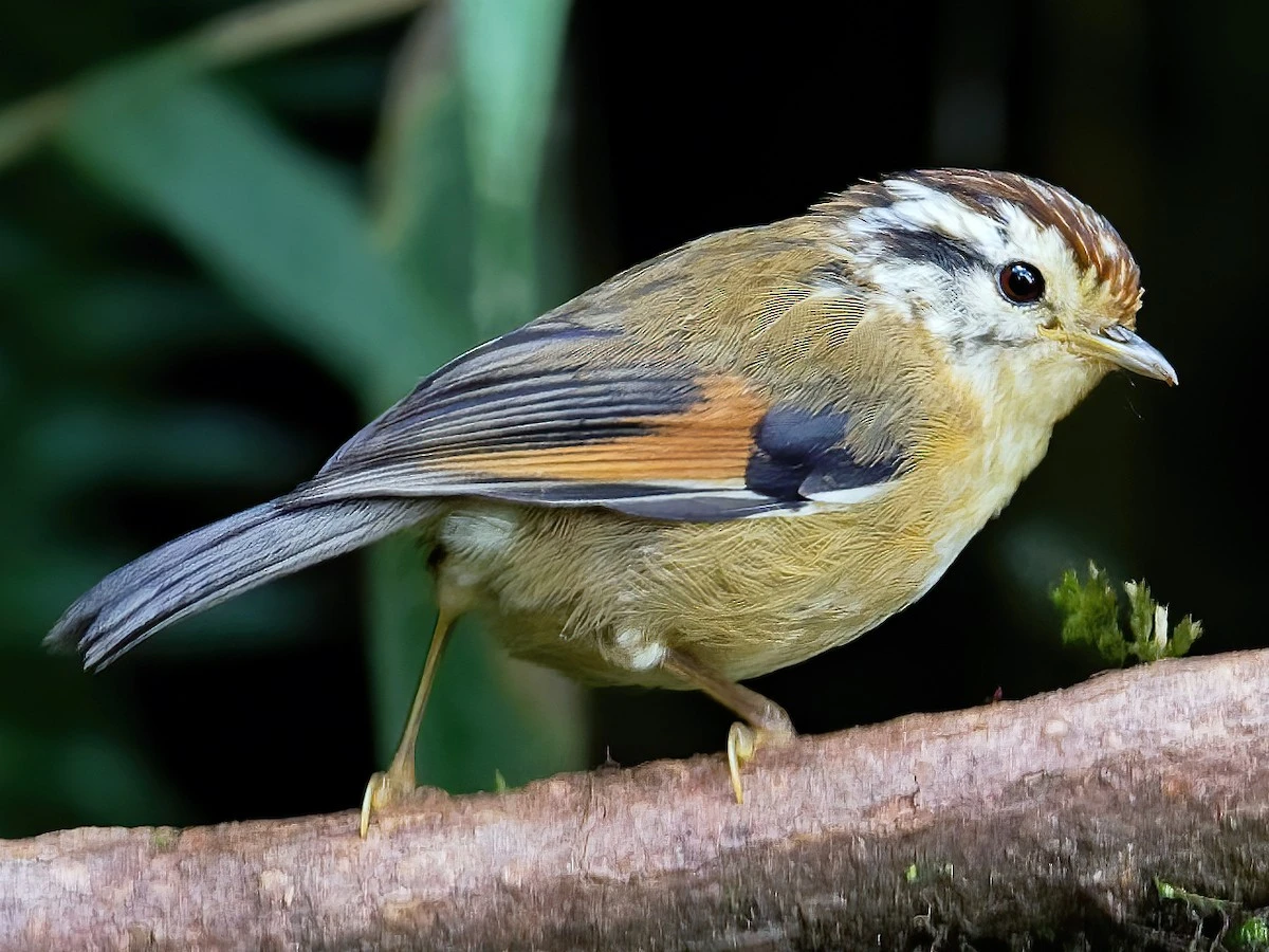 Cận cảnh các loài chim chuối tiêu độc đáo của Việt Nam