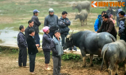 Độc đáo phiên chợ trâu ở địa đầu tổ quốc