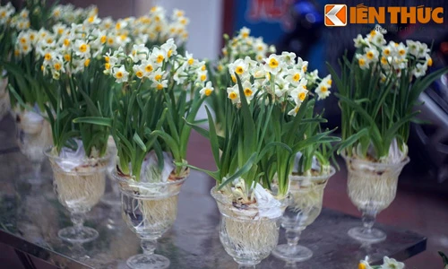 Ly kỳ sự tích về hoa thủy tiên ngày Tết Việt