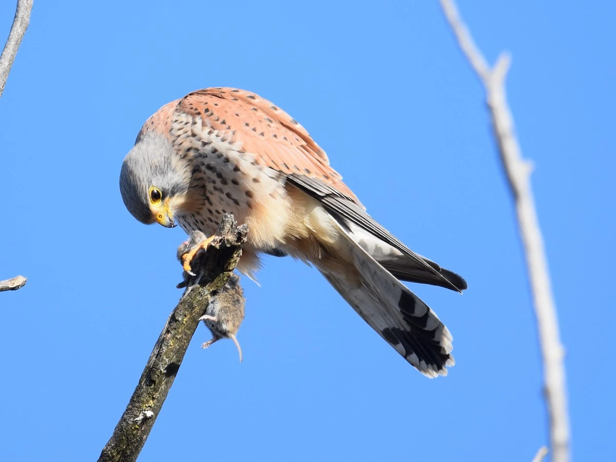 Ngắm vẻ đẹp kiêu hãnh của các loài chim cắt Việt Nam