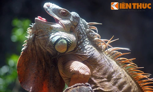 Khóc thét với loài vật cưng kinh dị nhất Việt Nam