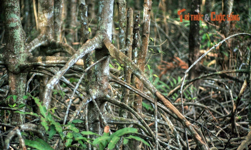 Điều bất ngờ ở chốn “thâm sơn cùng cốc” của TP. HCM