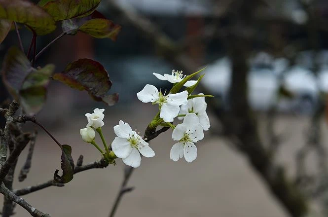 Nhà giàu Hà Nội chi tiền triệu chơi hoa lê rừng sau Tết