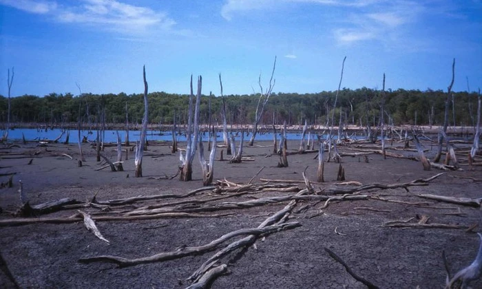 Xót xa rừng "cổ", động vật gồng mình trước biến đổi khí hậu