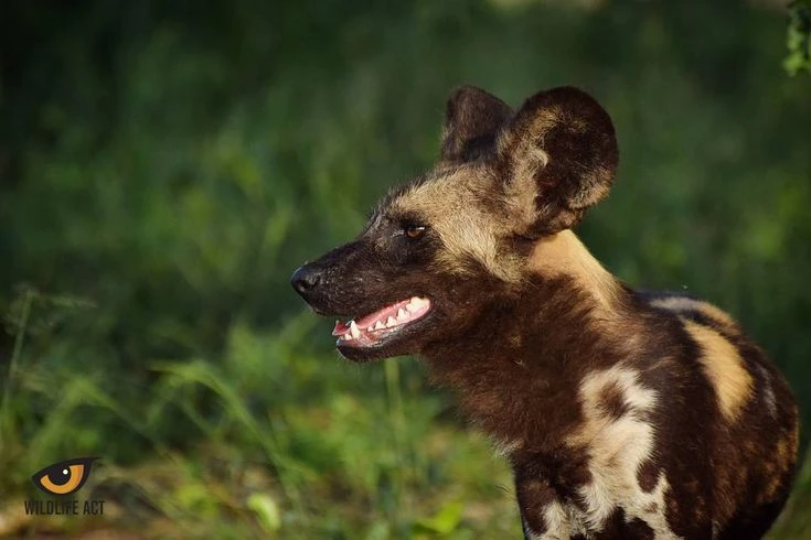 Top 15 điều thú vị ít người biết về các loài thuộc họ Chó 